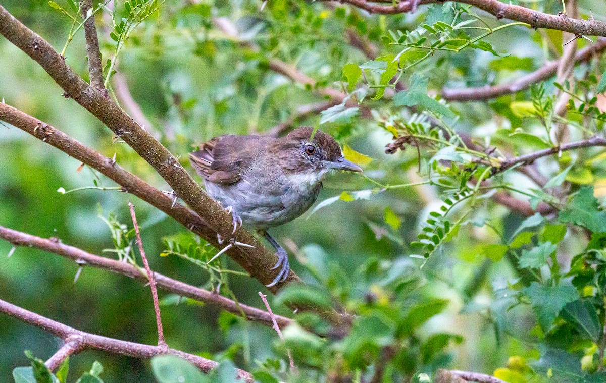 Terrestrial Brownbul - ML640622057