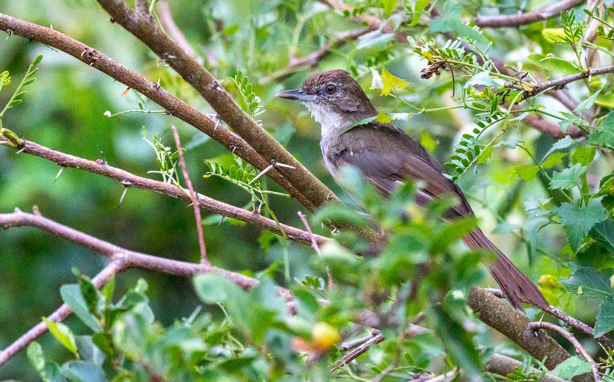Terrestrial Brownbul - ML640622058