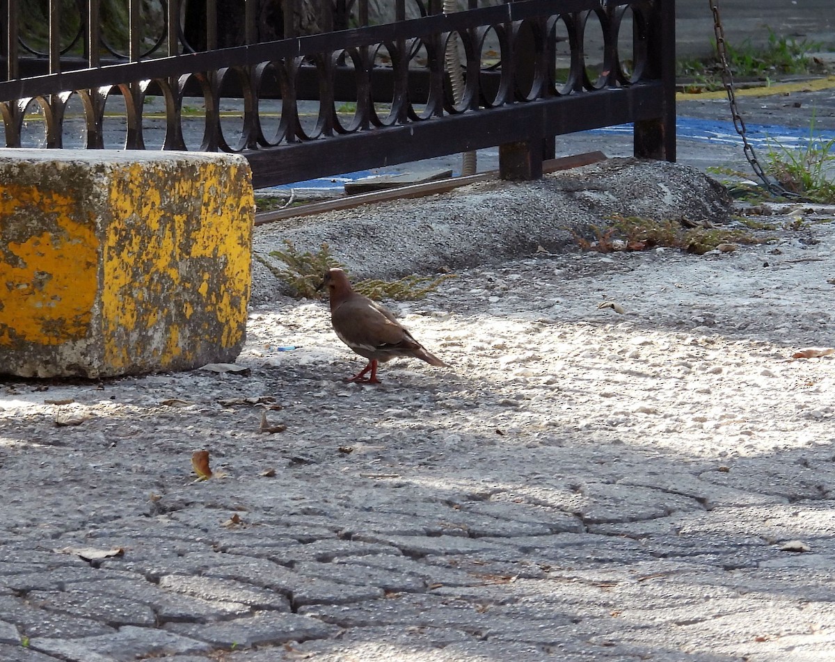 White-winged Dove - ML640622086