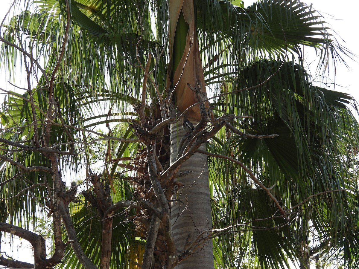 White-winged Dove - ML640622087