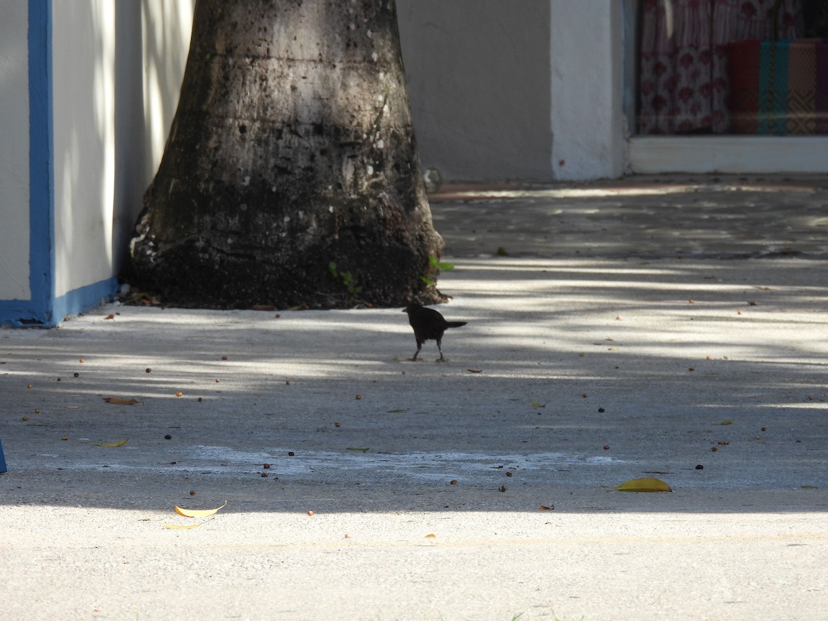 Бор шувууны багын тодорхойгүй зүйл - ML640622109