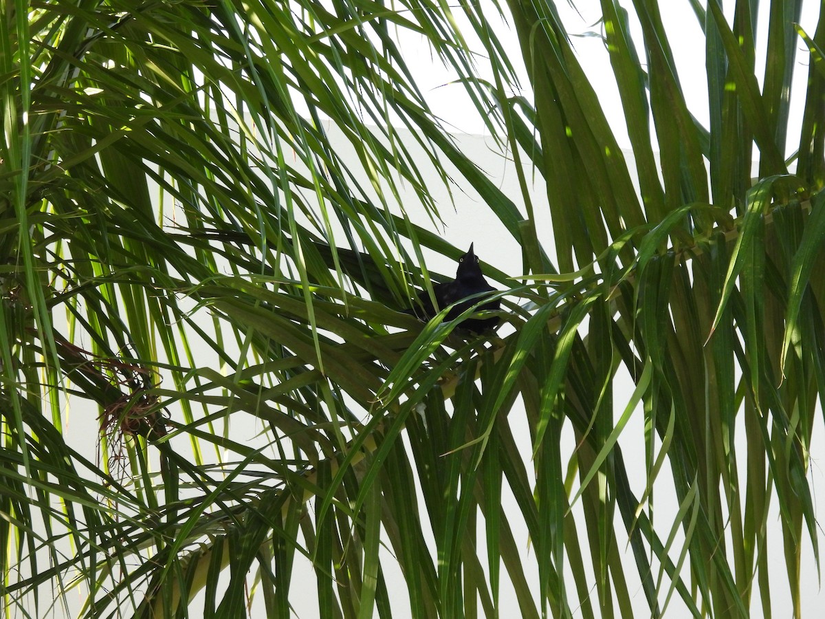 Бор шувууны багын тодорхойгүй зүйл - ML640622110