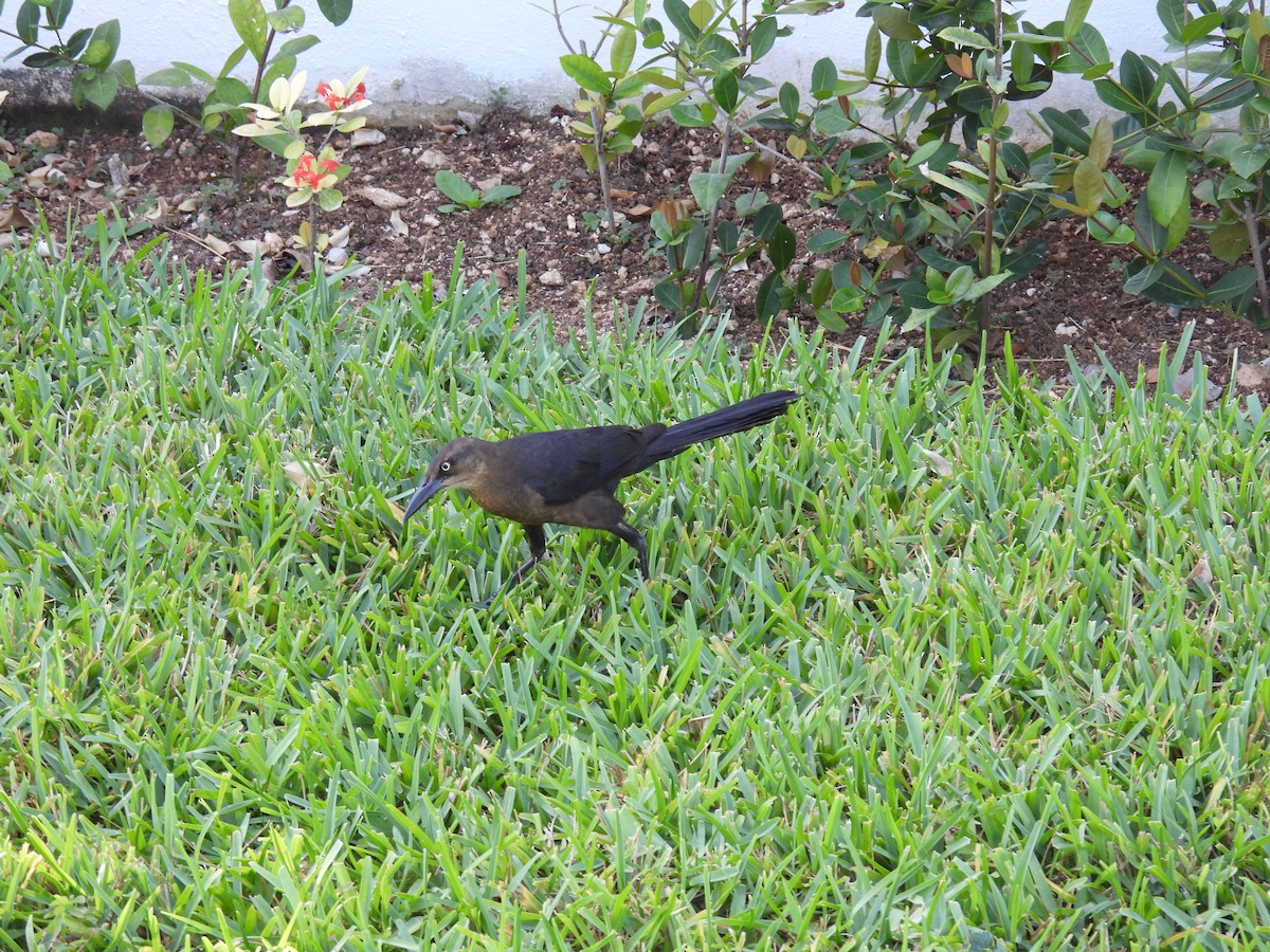 Бор шувууны багын тодорхойгүй зүйл - ML640622111