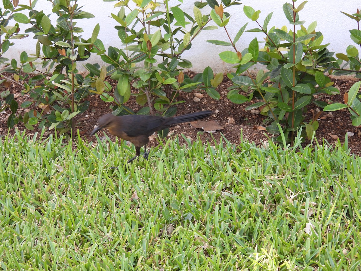 Бор шувууны багын тодорхойгүй зүйл - ML640622112