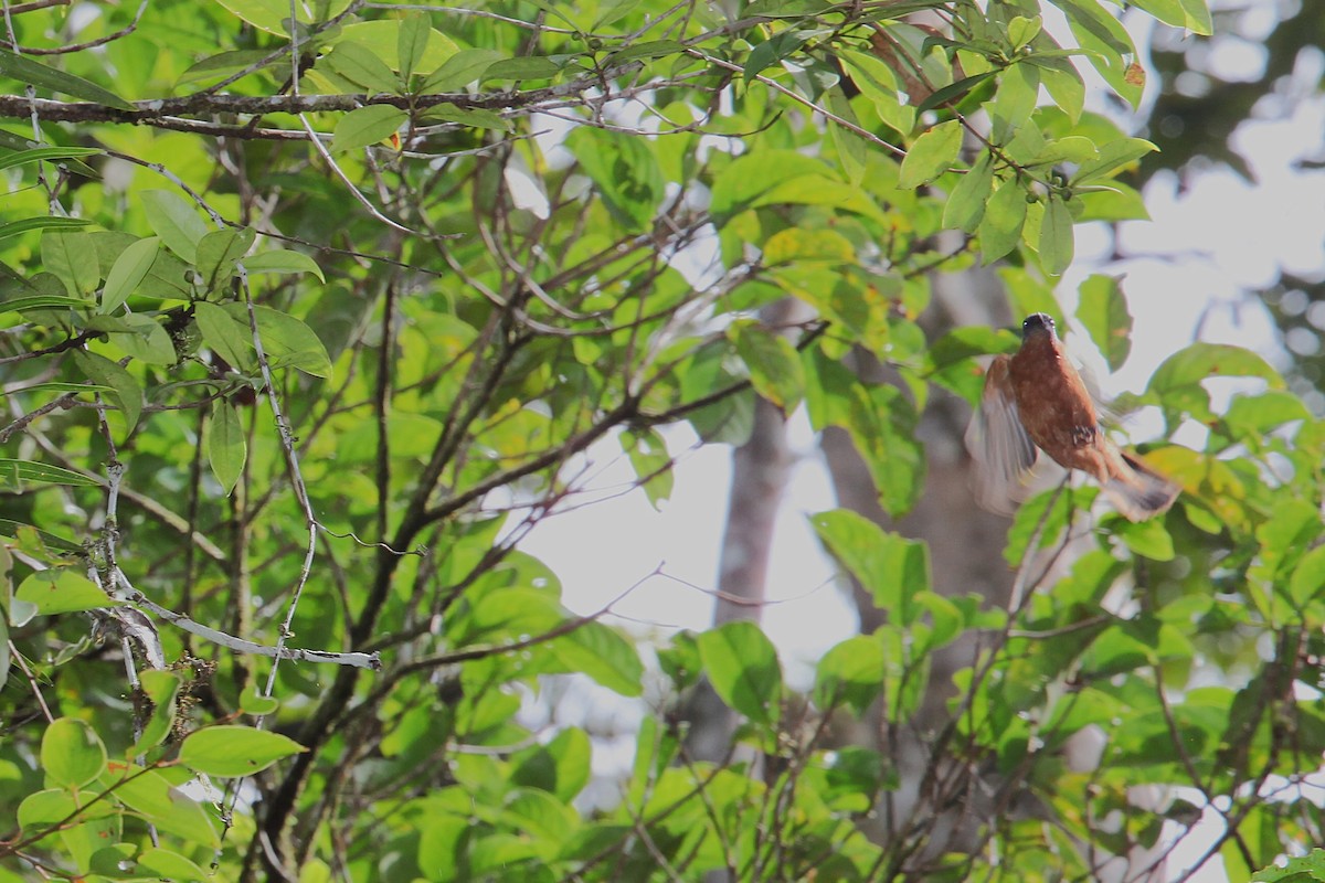 Gray-headed Cicadabird - ML640622248