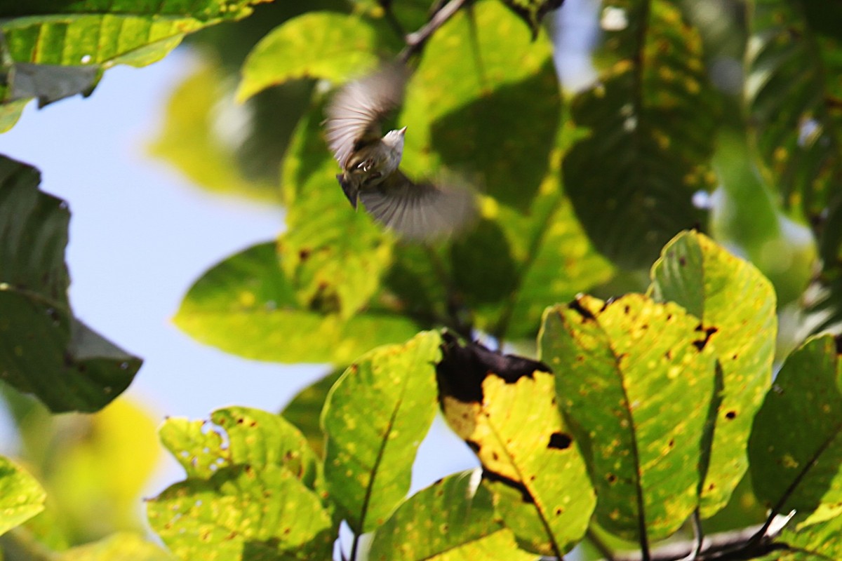 Obscure Berrypecker - ML640622259