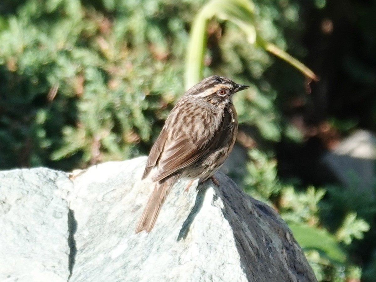 Rufous-breasted Accentor - ML640622265