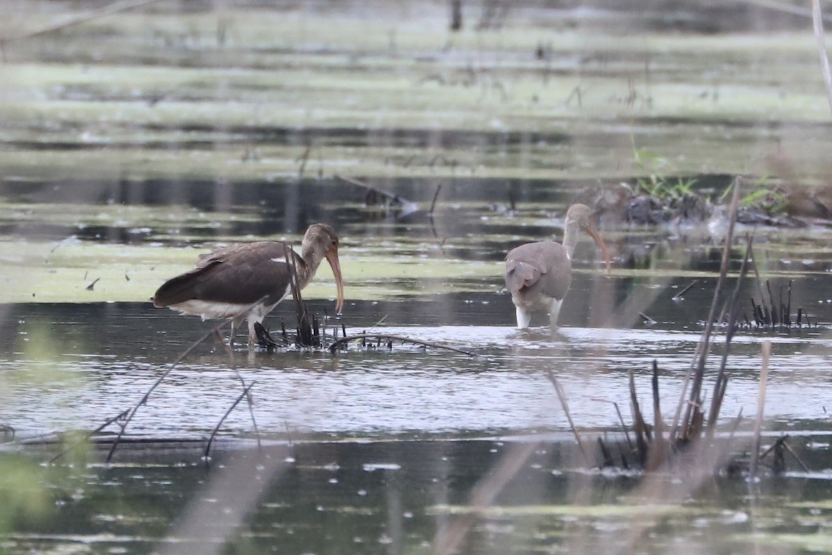White Ibis - ML640622274