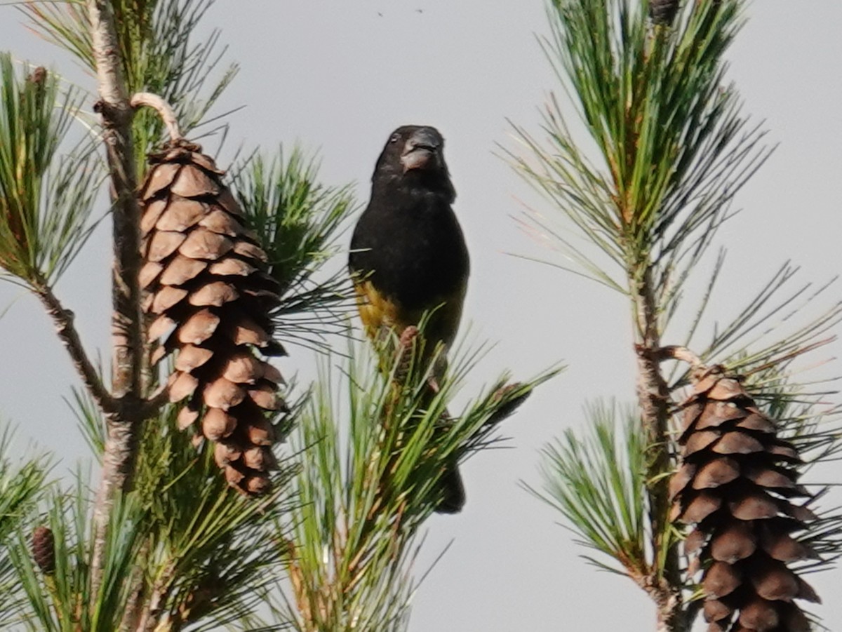 White-winged Grosbeak - ML640622303