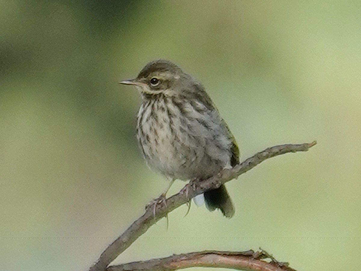 Rosy Pipit - ML640622316