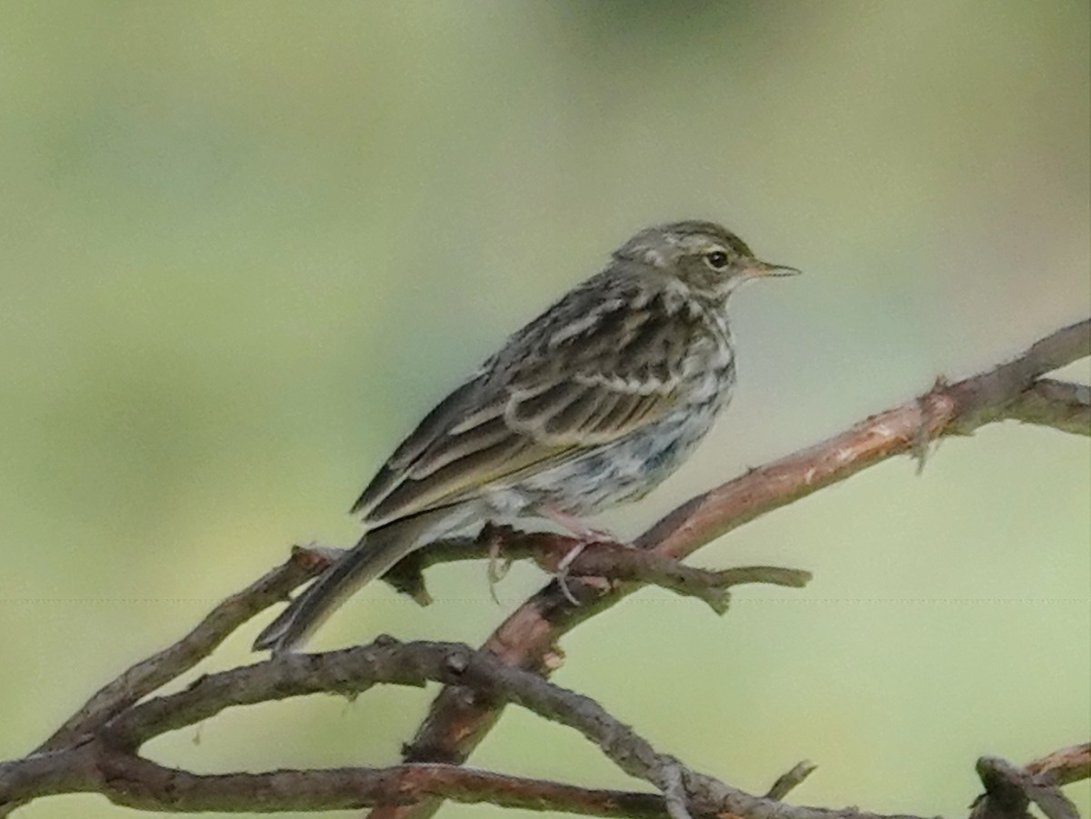 Rosy Pipit - ML640622317