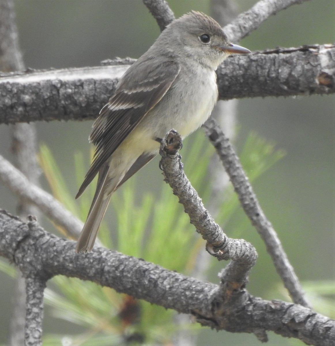 Western Wood-Pewee - ML640622329