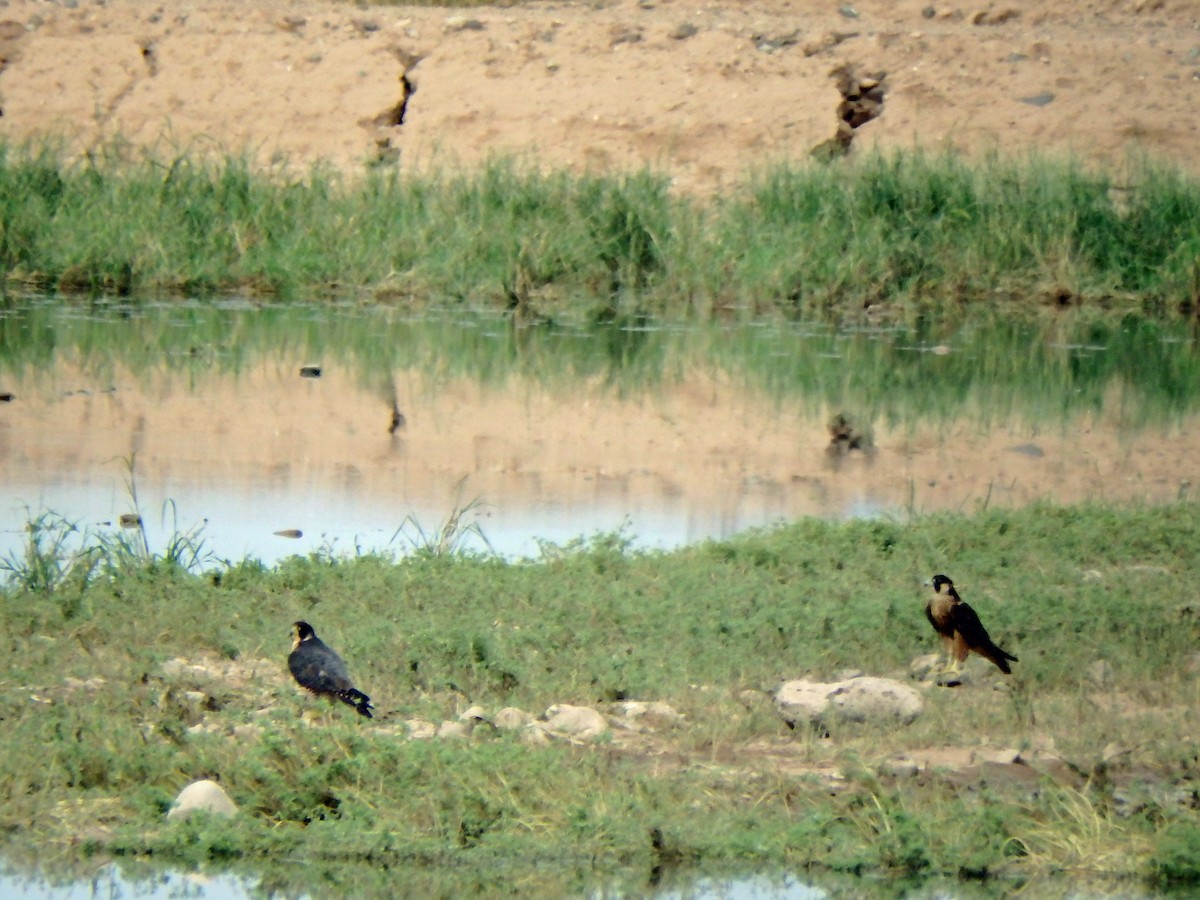Halcón Peregrino - ML640622359