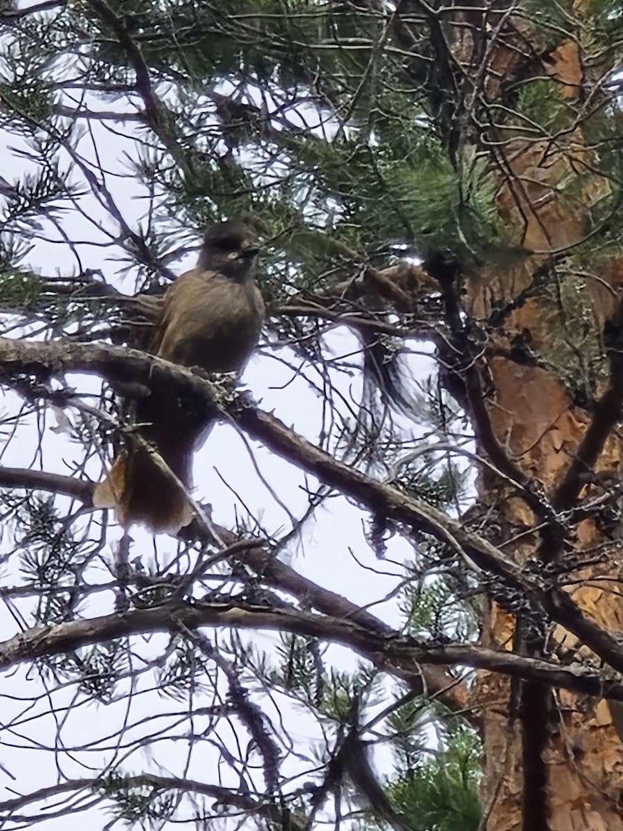 Siberian Jay - ML640622366