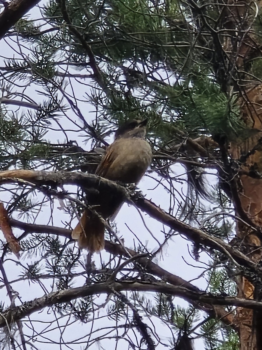 Siberian Jay - ML640622367
