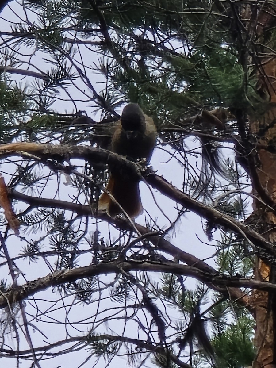 Siberian Jay - ML640622368
