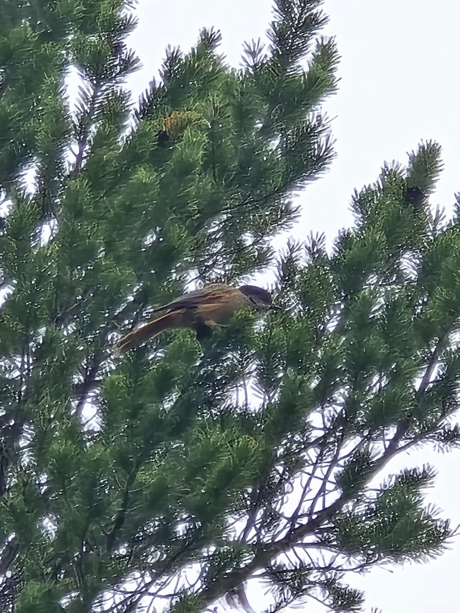 Siberian Jay - ML640622369