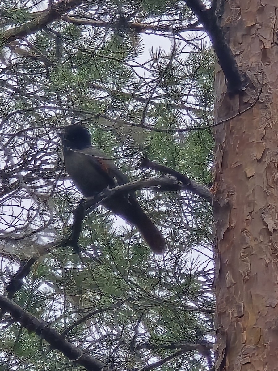 Siberian Jay - ML640622370