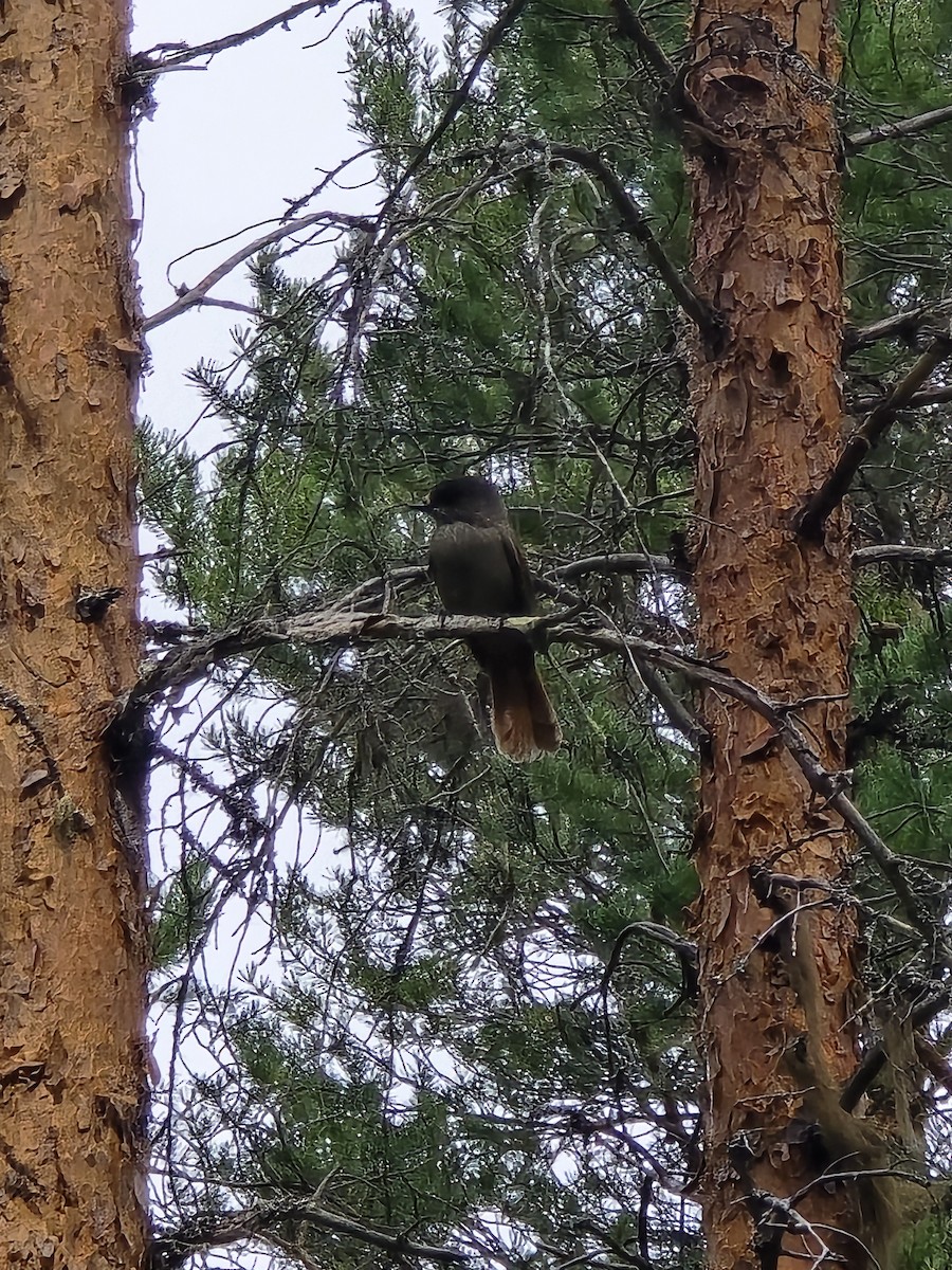 Siberian Jay - ML640622374