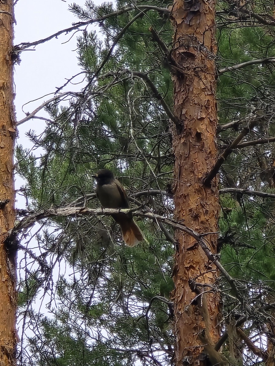 Siberian Jay - ML640622375