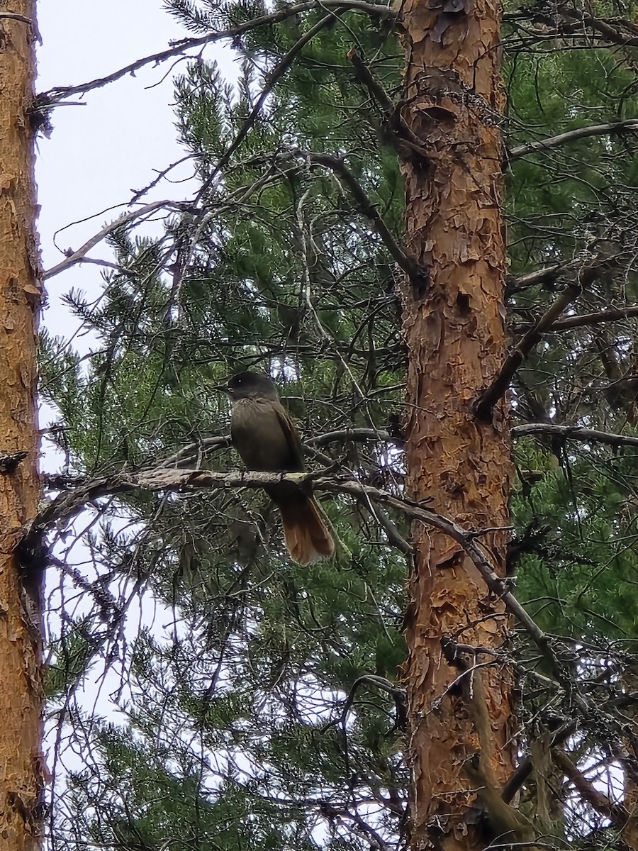 Siberian Jay - ML640622376