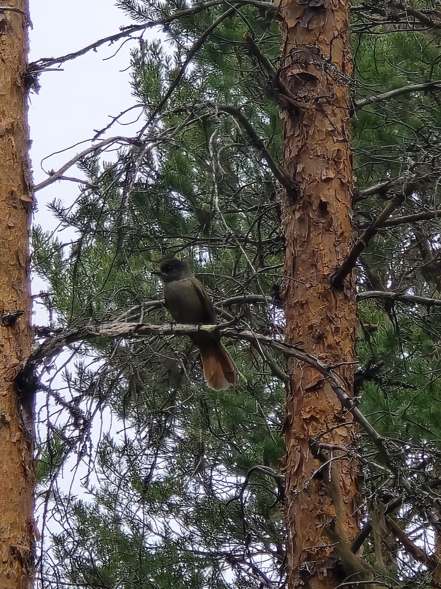 Siberian Jay - ML640622378
