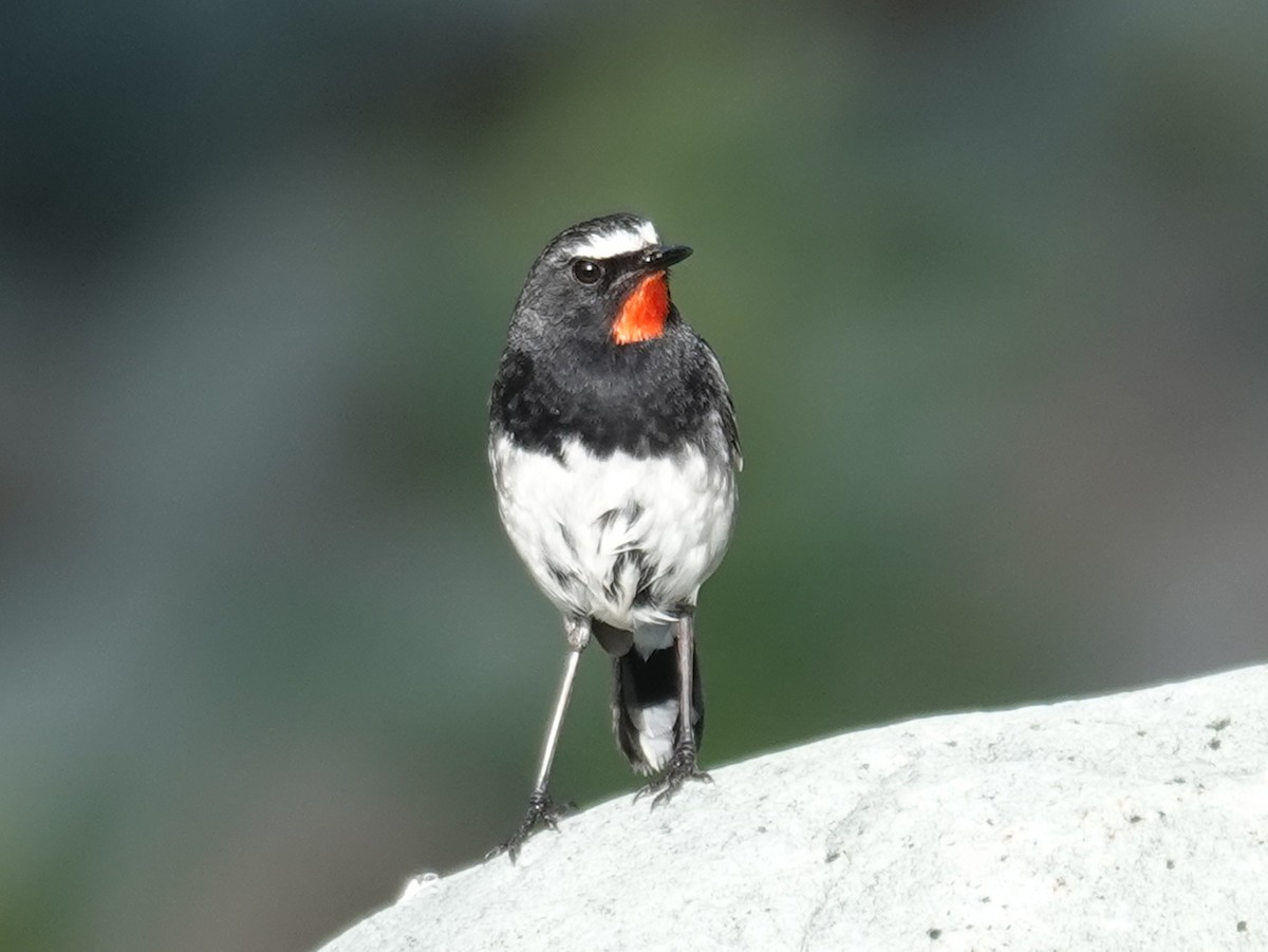 Himalayan Rubythroat - ML640622390