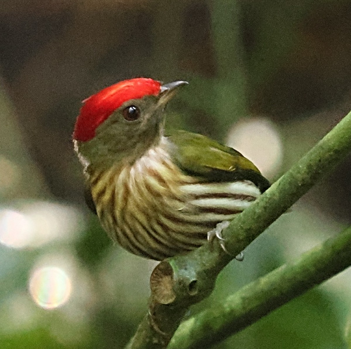 Kinglet Manakin - ML640622395