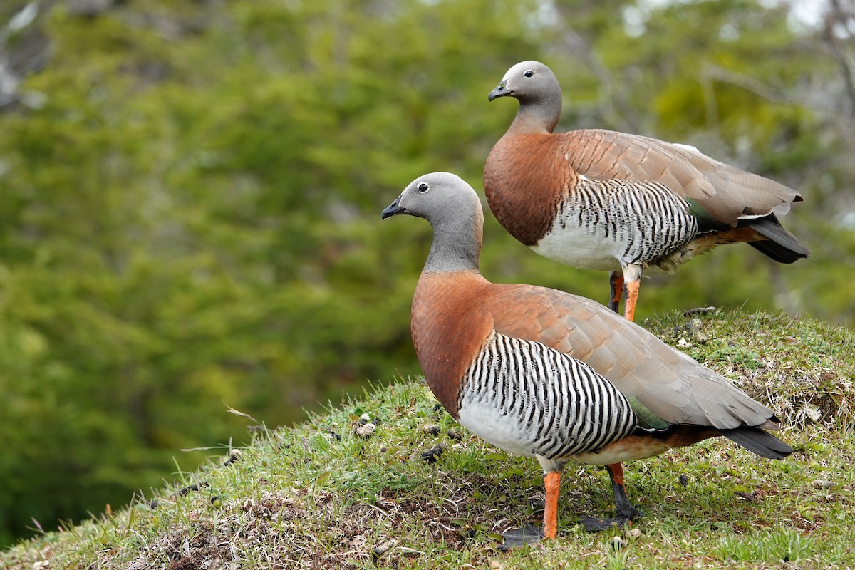 Ashy-headed Goose - ML640622398