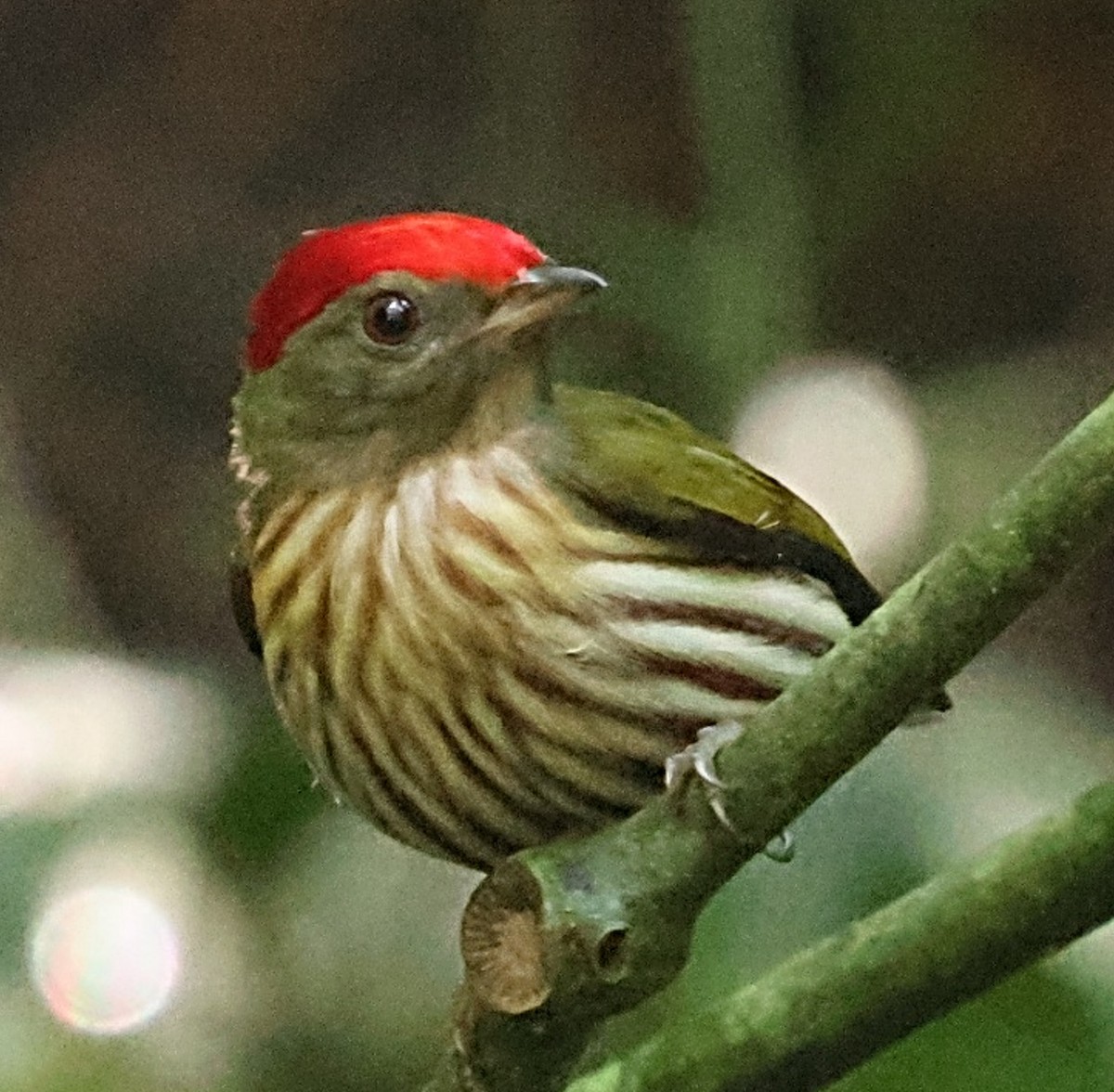 Kinglet Manakin - ML640622400