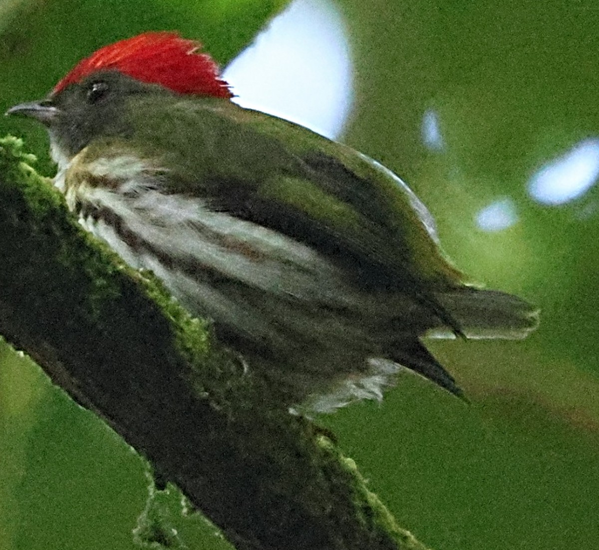 Kinglet Manakin - ML640622401