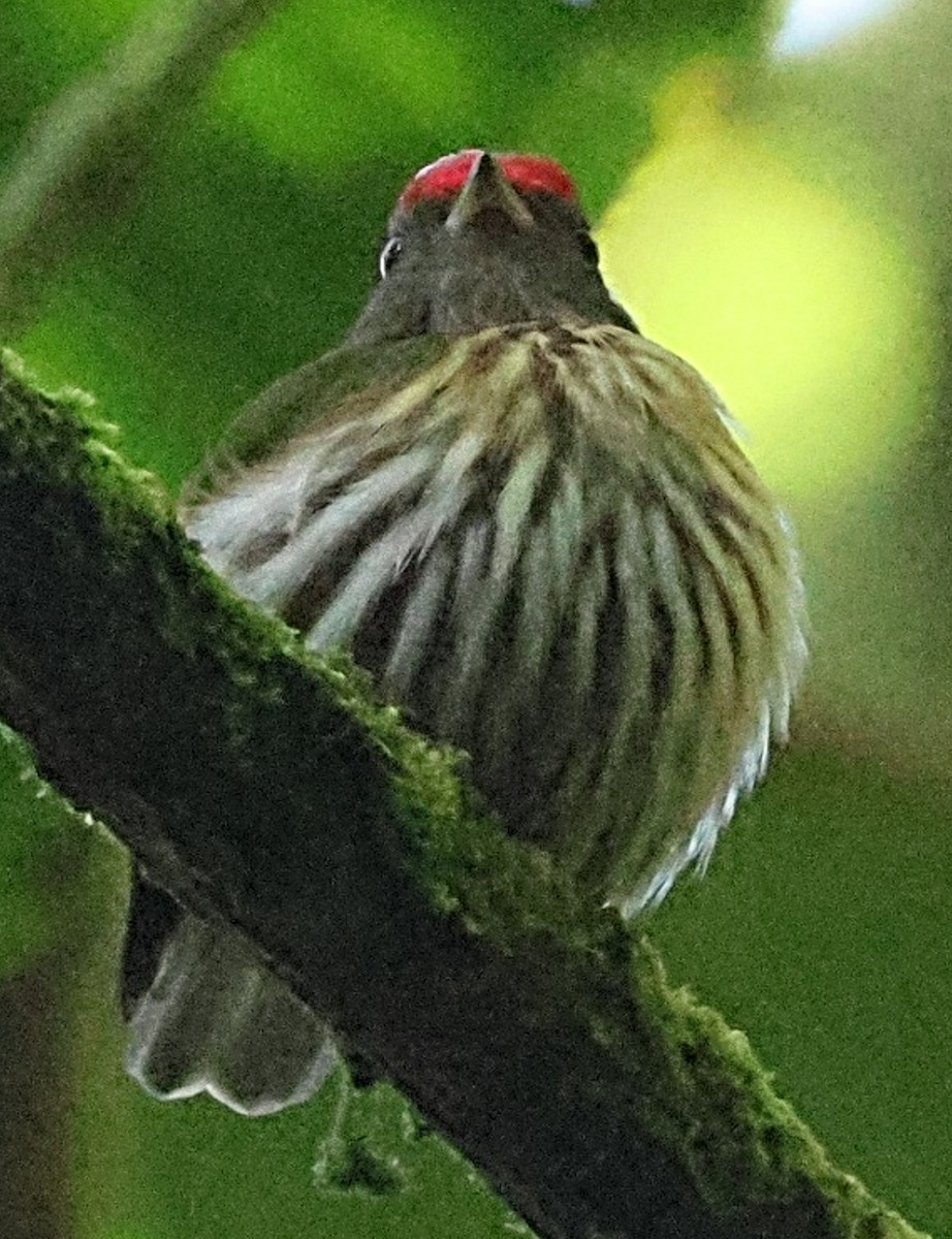 Kinglet Manakin - ML640622404