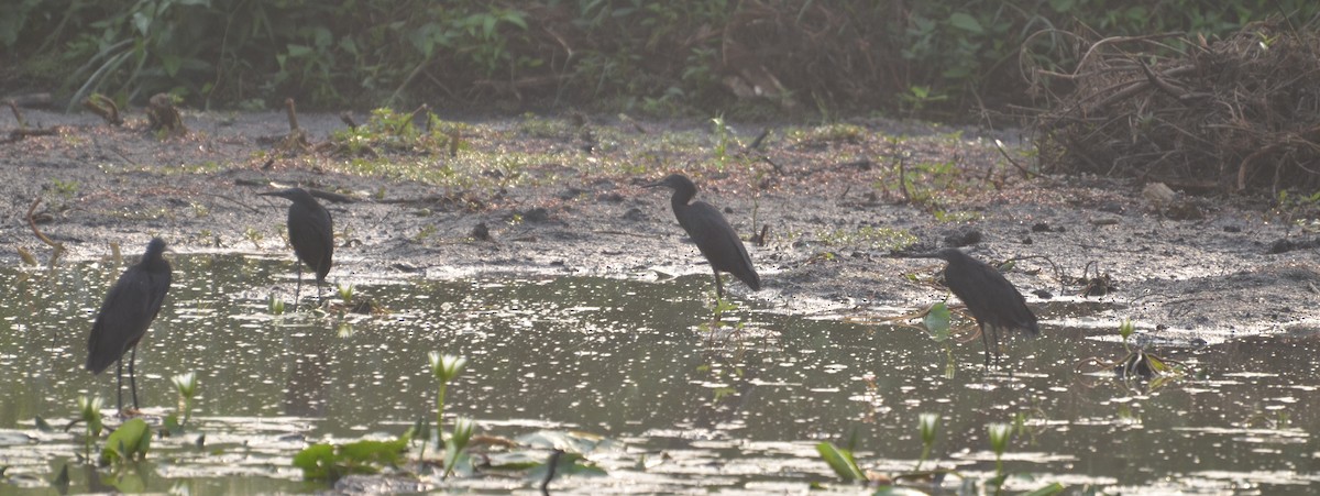 Black Heron - ML640622448