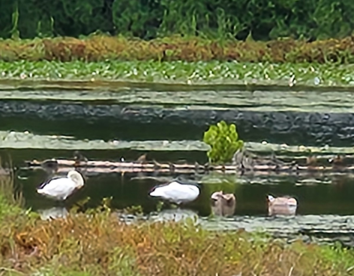 Mute Swan - ML640622460