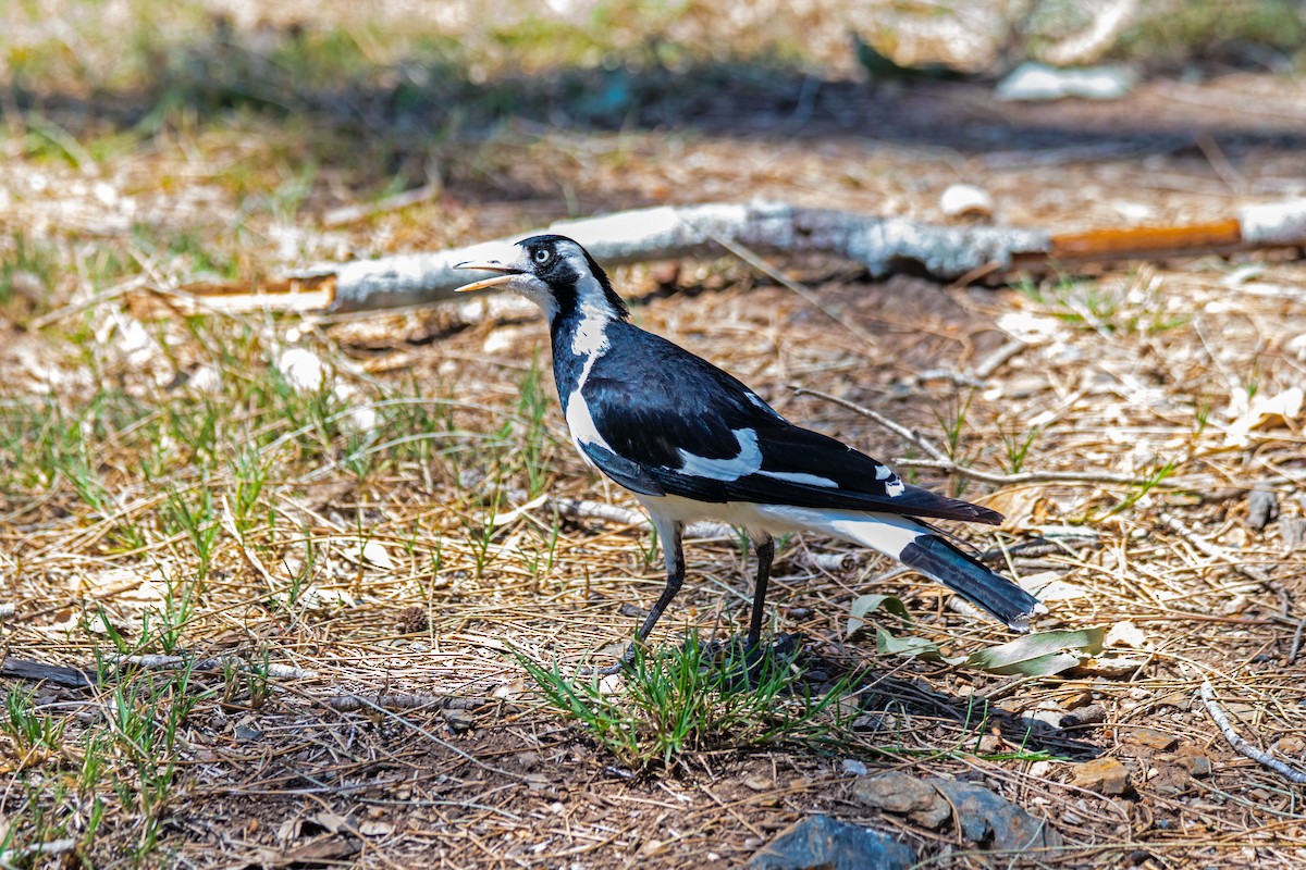 Magpie-lark - ML640622572
