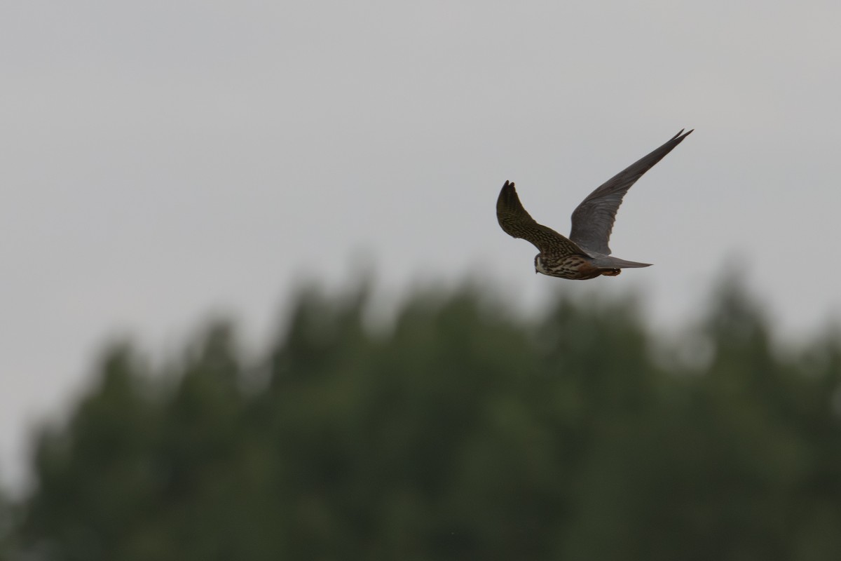 Eurasian Hobby - ML640622600