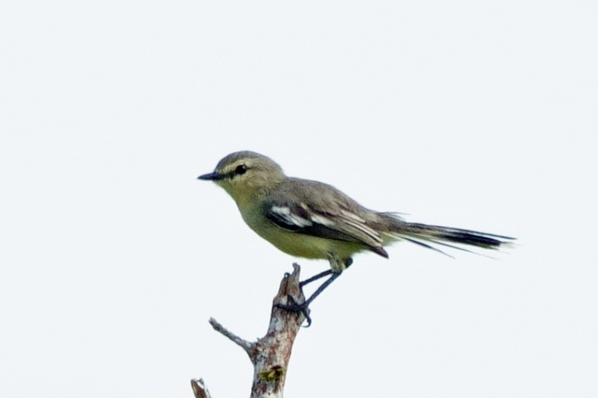Lesser Wagtail-Tyrant - ML640622601