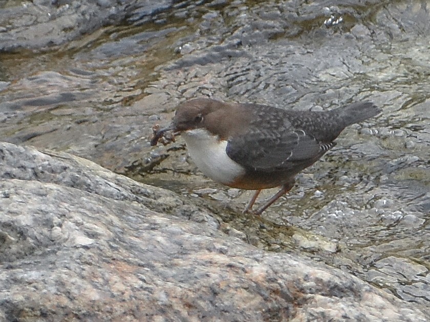 White-throated Dipper - ML640622623