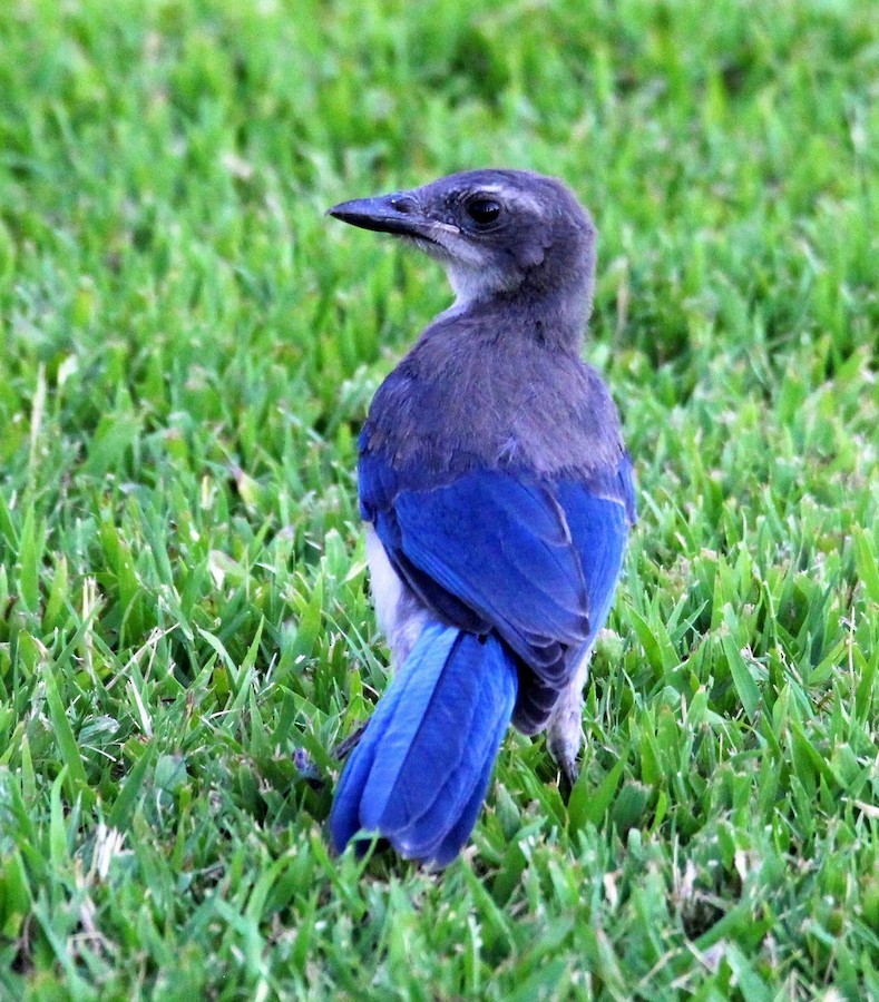 California Scrub-Jay - ML640622650