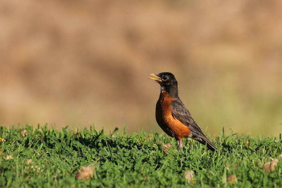 American Robin - ML640622658