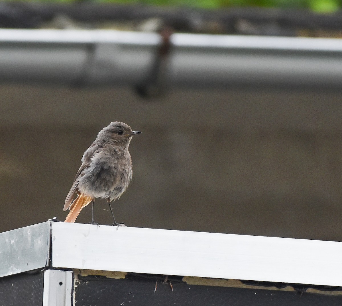 Black Redstart - ML640622675