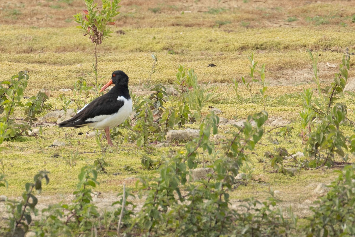 Eurasian Oystercatcher - ML640622748