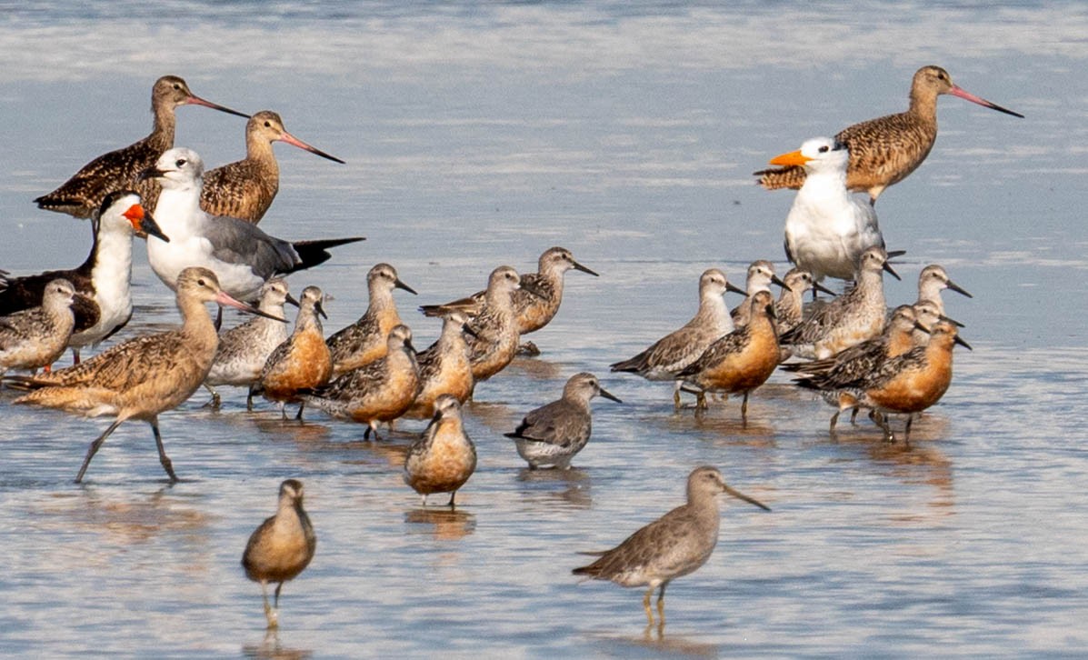 Red Knot - ML640622769