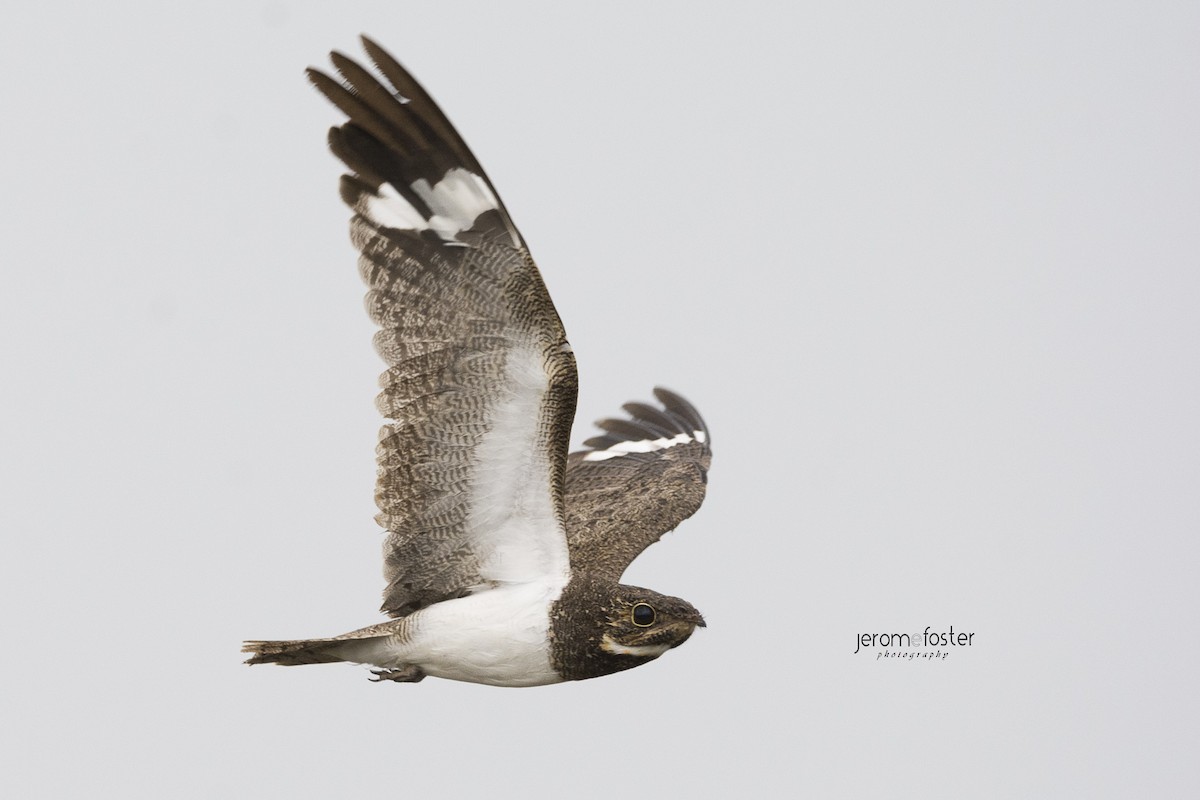 Nacunda Nighthawk - Jerome Foster