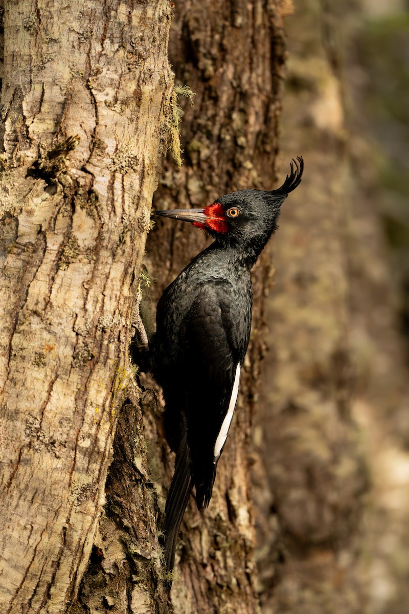 Magellanic Woodpecker - ML640622883