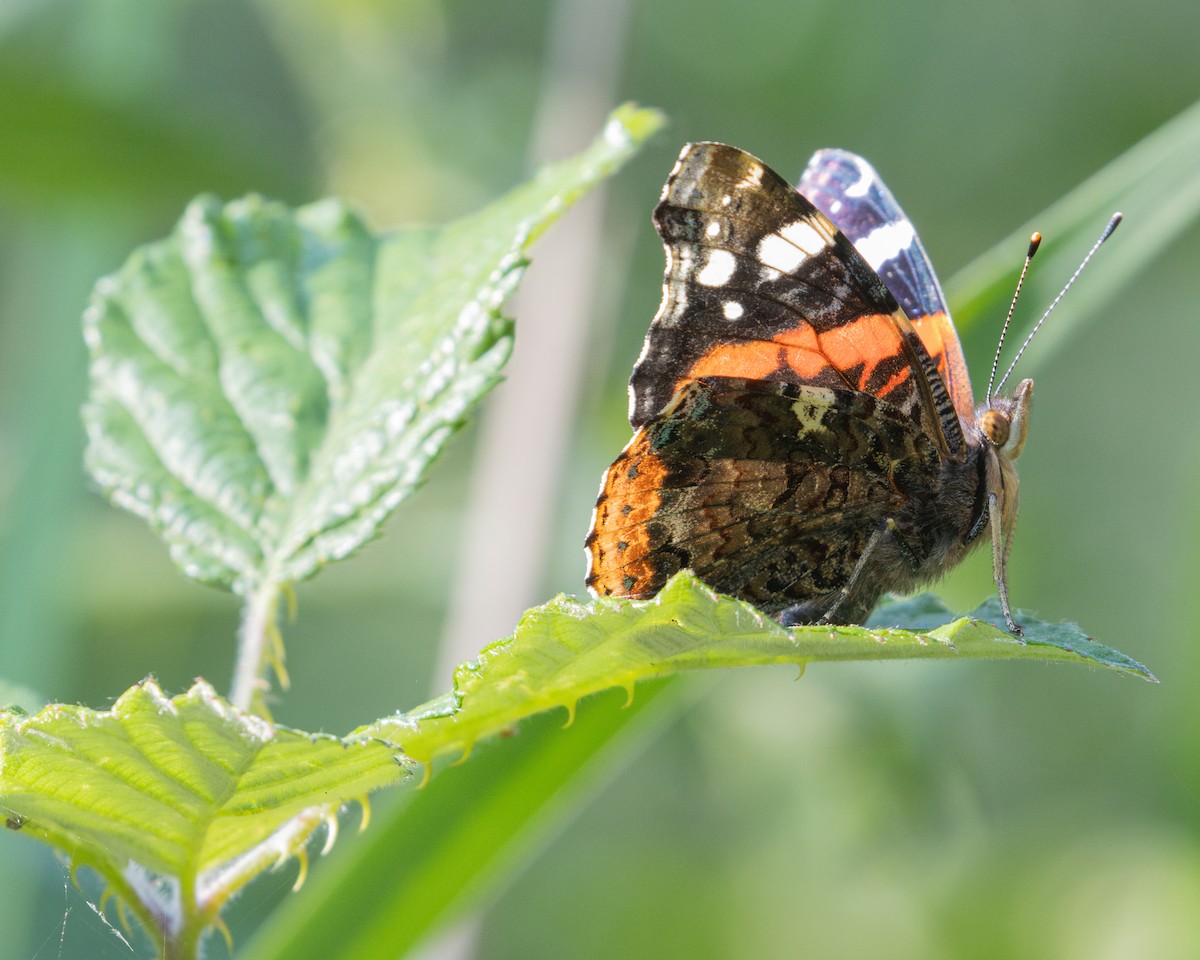 Red Admiral - ML640622888