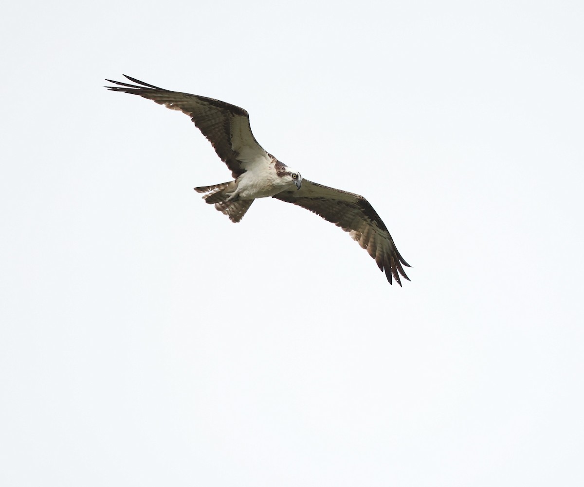 魚鷹(carolinensis) - ML640622905
