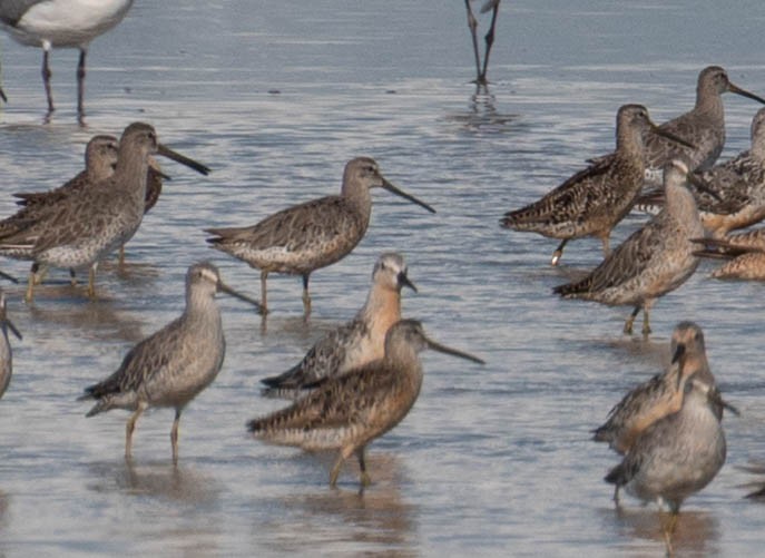 Short-billed Dowitcher - ML640622924