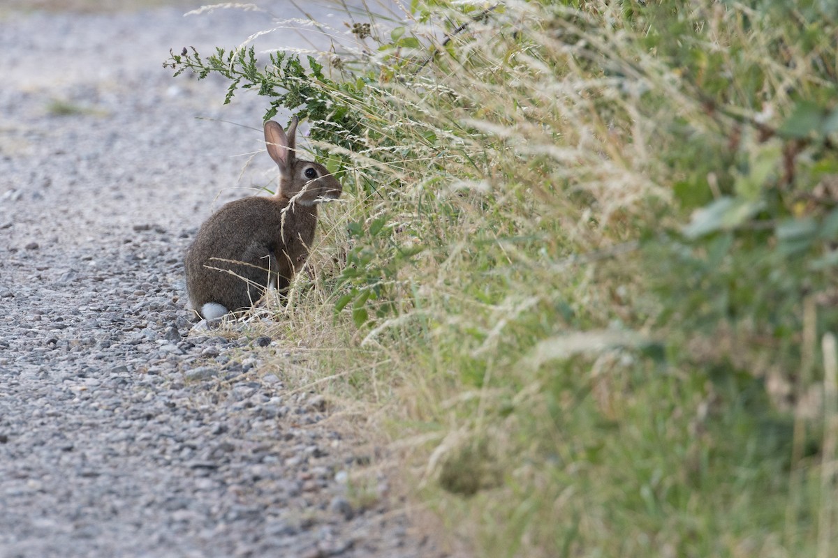 European Rabbit - ML640622939