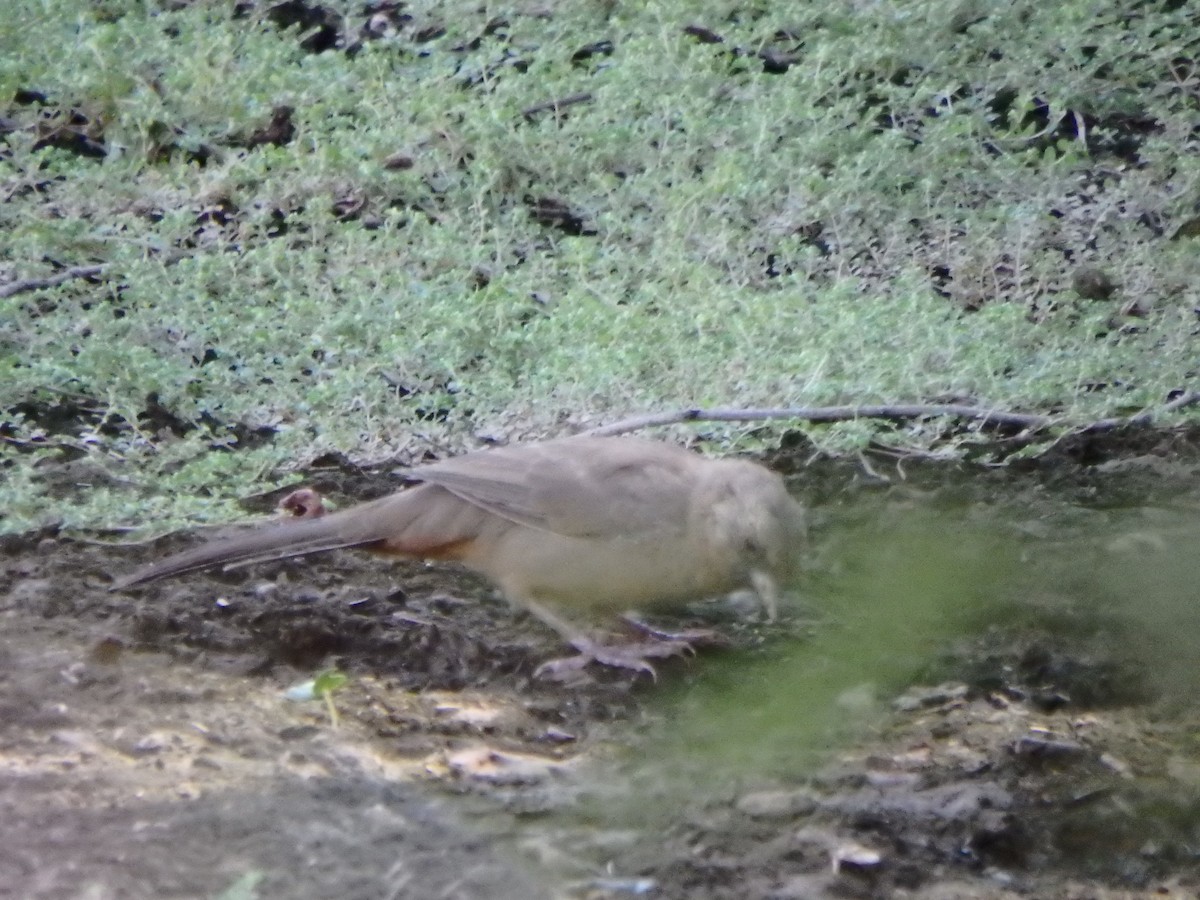 Abert's Towhee - ML640622970